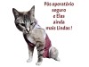 Roupa pós cirúrgica para Felinos